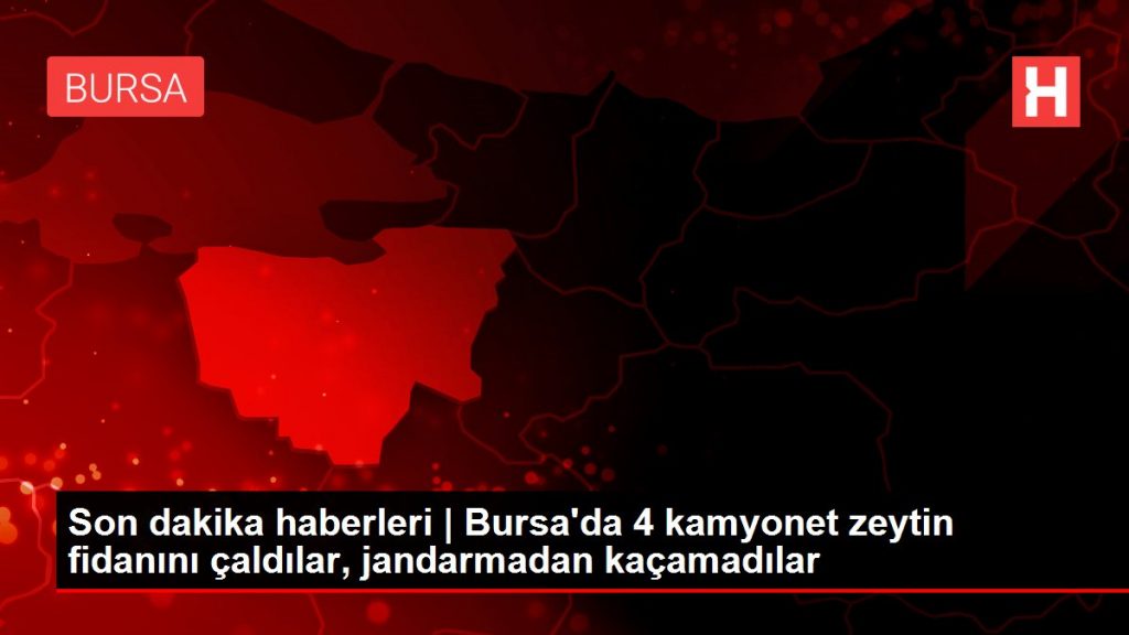 Son dakika haberleri | Bursa’da 4 kamyonet zeytin fidanını çaldılar, jandarmadan kaçamadılar