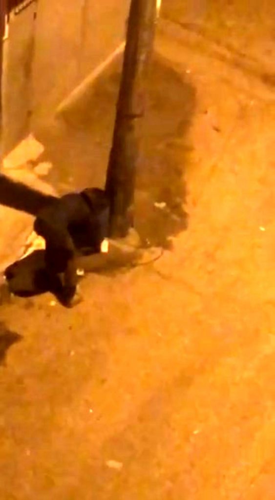 Makasla kesti, çöp kovalarını böyle çalmaya kalkıştı